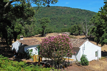西班牙安达卢西亚Alornocales山区森林背景图片