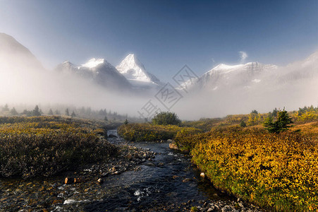 加拿大不列颠哥伦比亚省公园金色田野雾中的图片