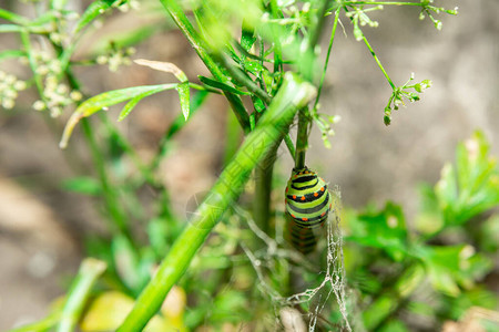 毛虫在绿草特写宏观燕尾蝴蝶图片
