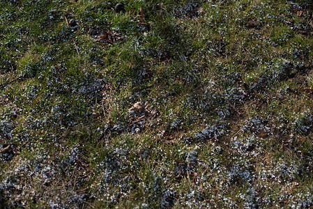 春季或冬季在短绿草上的树影背景草和雪颗粒绿色草地上的雪冬天的自然图片