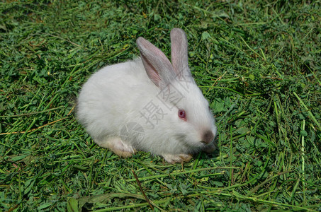 ute白兔在草丛中春天绿草背景中的兔子图片