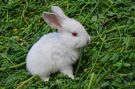 深白兔子在草地上图片