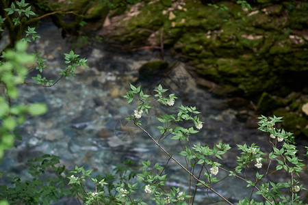 开花的高加索山峡谷植被巴尔达峡谷植图片