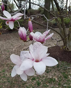 春节时在盛开的花瓣上和粉红色花瓣图片