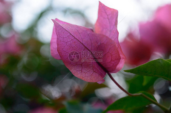 红色和粉红色的仙客来郁金香百合绣球花兰开植物毛茛属鸢尾花水仙花多年生藤本植物背景夏季观赏花图片