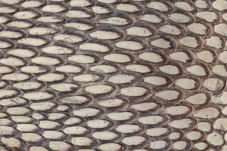 蛇皮腰带细节关闭印度尼西亚巴厘岛上最毒蛇眼镜王蛇的腰带皮革车间的产品Ophiophagus汉娜晒黑的皮图片