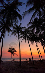 越南美丽的日落棕榈树图片