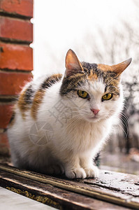 一组在乡间别墅喂食的无家可归猫的照片好主人养活她印花布美丽的猫图片