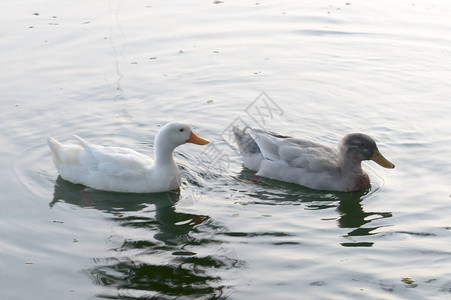 在湿地反射湖水面上漂浮的鸭子鸟海鹅天或Anatidee集体称为水禽Wadingboatbirdsfamily关闭图片