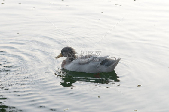 在湿地反射湖水面上漂浮的鸭子鸟海鹅天或Anatidee集体称为水禽Wadingboatbirdsfamily关闭图片