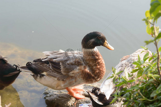 站立在水边湿地湖水面上的鸭群鸟水海鸟图片