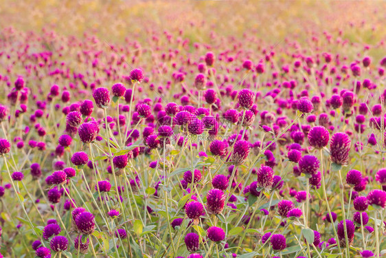 花园里的紫苋菜花与阳光辉图片