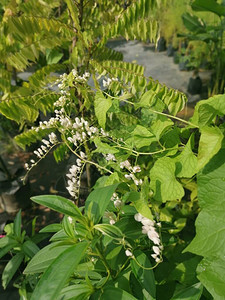 白色流血的心花植物图片