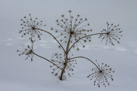 Apiaceae或Umbelliferae家族的花卉树枝从图片