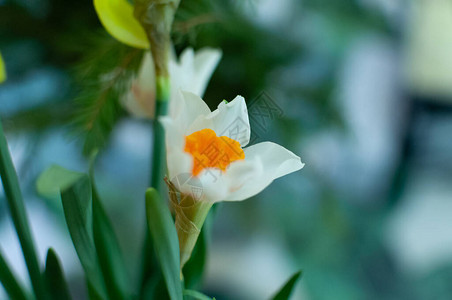 一束水仙白色花冠中央有橙色花冠图片