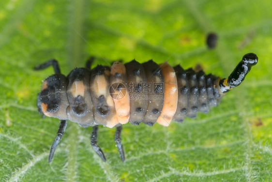 近距离拍摄的coccinell图片