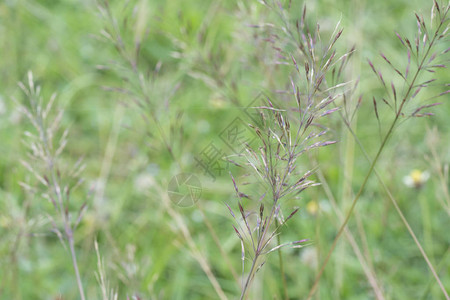 野生金针草近景图片