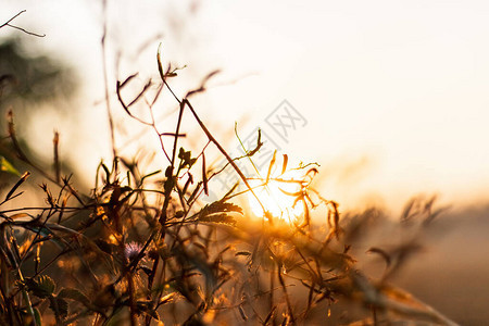 带有夕阳光的草花的背景图像图片