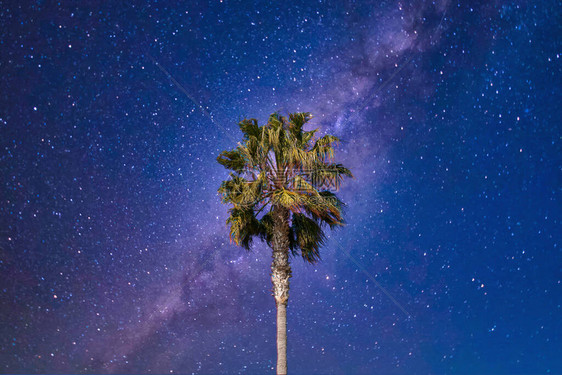 在繁星点的夜空前棕榈树叶在风中摇摆图片