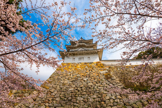 明石兵库日本城堡塔和春天的樱花图片