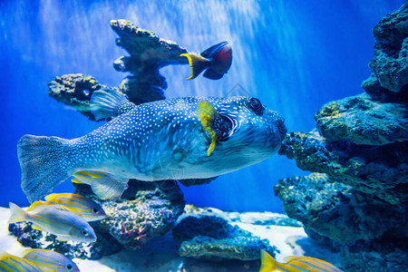 河豚鱼ArothronHispidus在水族馆作为自然水下图片