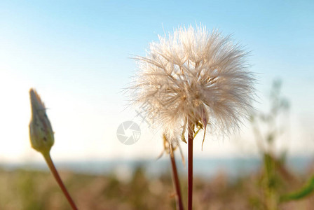 春天或夏日天空上带白种子的图片