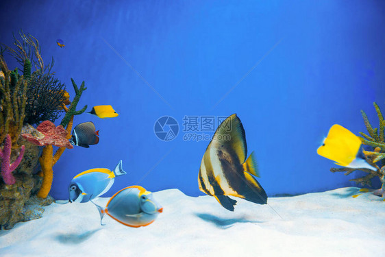 AcanthurusLeucocoster非外科动物和水族馆天使鱼作为自然水下图片