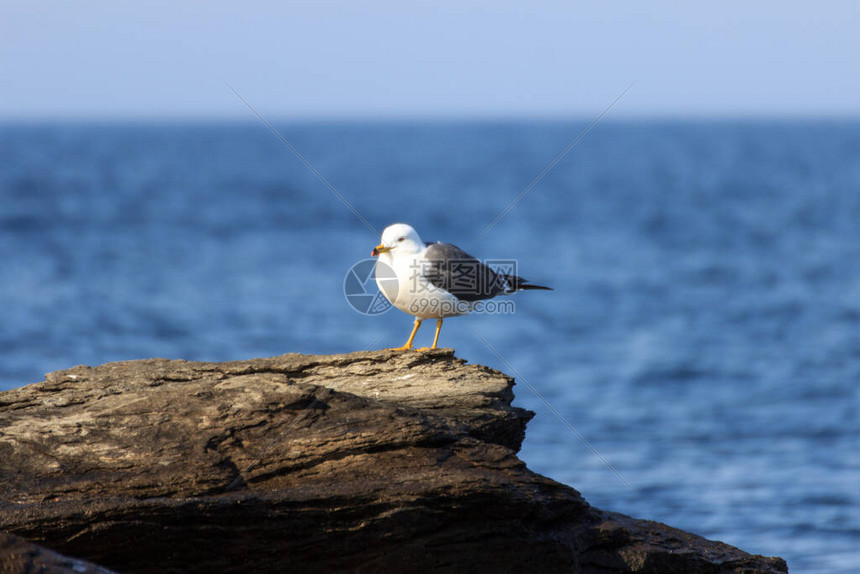 一只孤单的海鸥坐在海边石头上在阳图片