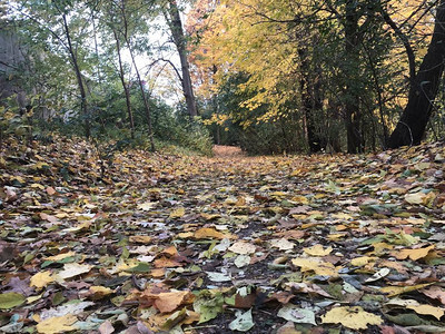 秋天的自然和秋天的落叶之路图片