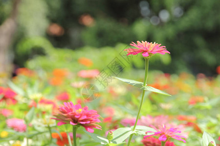 花朵多彩ZinniaVio图片