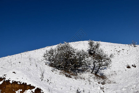 一个雪山和中间生长着小灌木丛图片