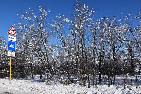 冬天树上白雪皑图片