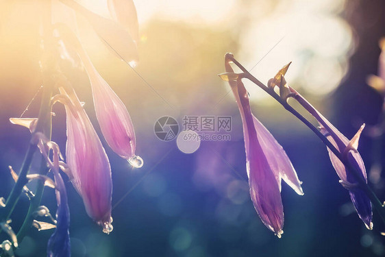 特写美丽的玉簪花与露水或雨滴在早晨的阳光背下五颜六色的花卉图片