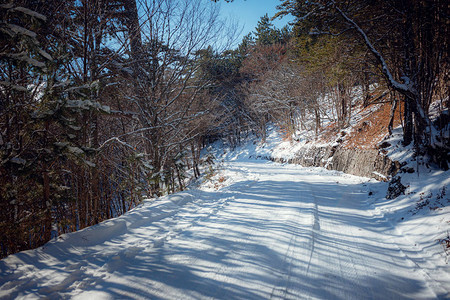冬季的雪路冬天风景真棒荒野树木间有一片图片
