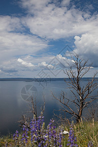 在怀俄明州黄石公园的黄石湖美丽的背景和紫色羽扇豆花的前景下图片