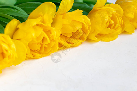 节假日黄色郁金香的包盖妇女节情人节命名日在白色背景图片