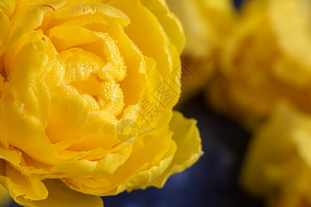 节假日的黄色郁金香篮子妇女节情人节命名日在黑暗背景图片