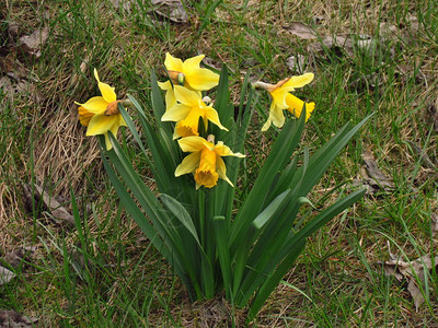 春底的花朵黄色的自以为图片