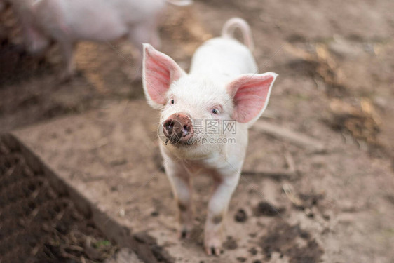 农场上可爱的小白猪图片