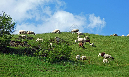 阿尔普斯坦山脉坡和沃莱茵河谷Rhevental牧场上的羊群图片