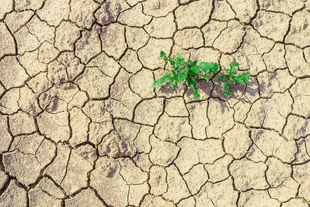 生长在干燥荒凉的土地上的绿色植物植物生长在干旱地区荒凉的大地图片