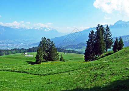 阿尔普斯坦山脉坡和莱茵河谷Rhevental高山牧场和草地图片