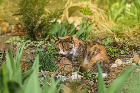 三色猫坐在草丛中三色猫用舌头舔好吃印花布猫坐在花园里背景图片