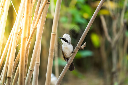 棕色和白色的鸟白刻薄的笑刷加鲁拉勒斯利古洛夫图片