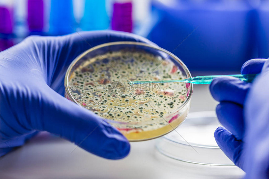 医学诊断实验室在微生物实验室培高清图片下载-正版图片506392027-摄图网