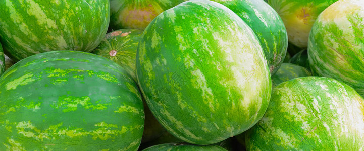 美国华盛顿皮阿拉普农贸市场上新鲜有机种植西瓜的全景图整个夏季水果的特写图片