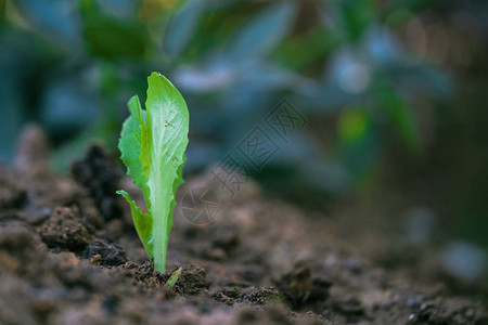 生菜在耕地上发芽有机农业理念图片