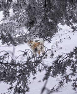 雪山上的秋田犬图片