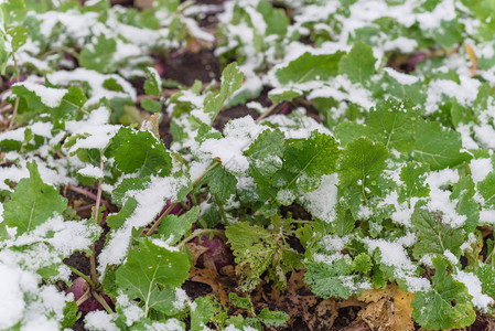 美国得克萨斯州达拉斯附近积雪覆盖下的高架床花园中生长的特写大头菜背景图片