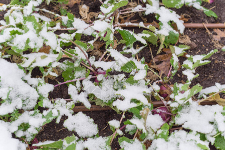 美国得克萨斯州达拉斯附近的雪盖下图片